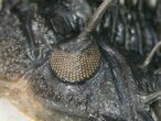 Large Spiny Comura Trilobite - Awesome Eyes! #11927-7